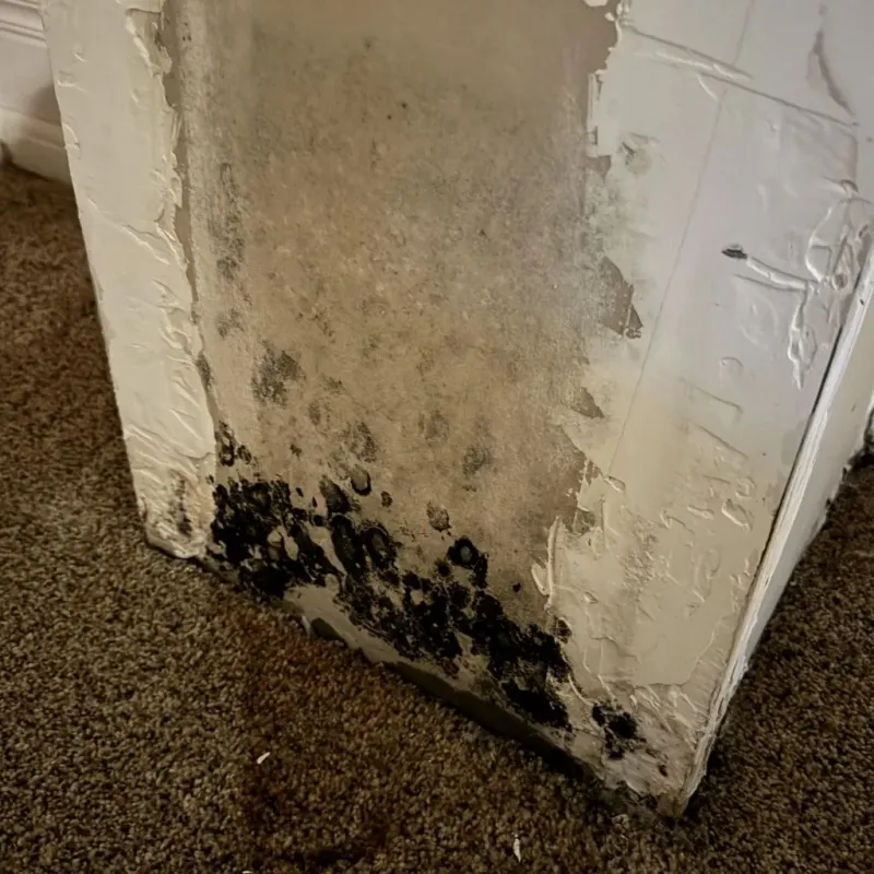 Professional Mold Removal in Tyndall, SD